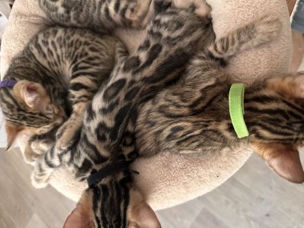 Noch 2 Bengalkitten suchen neues Zuhause