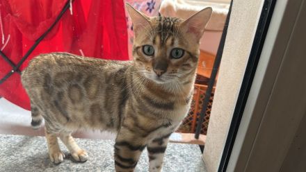 Noch 2 Bengalkitten suchen neues Zuhause