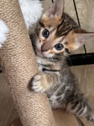 Noch 2 Bengalkitten suchen neues Zuhause