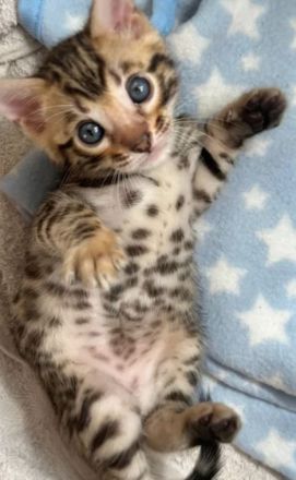 Noch 2 Bengalkitten suchen neues Zuhause