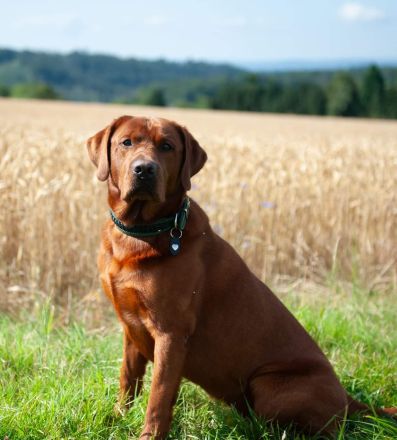 Labrador Retriever mit Ahnentafel *Körzucht*