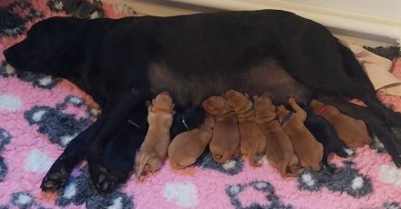 Labrador Retriever mit Ahnentafel *Körzucht*