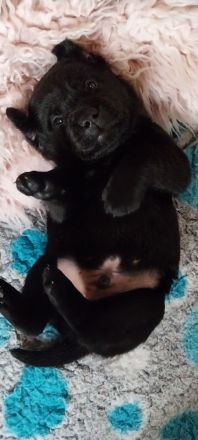 Labrador Retriever mit Ahnentafel *Körzucht*