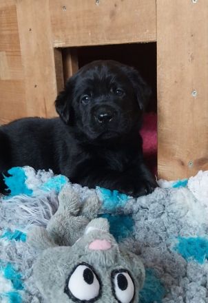 Labrador Retriever mit Ahnentafel *Körzucht*