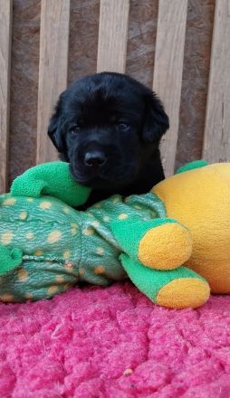 Labrador Retriever mit Ahnentafel *Körzucht*