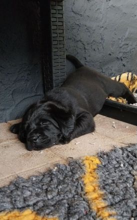 Labrador Retriever mit Ahnentafel *Körzucht*