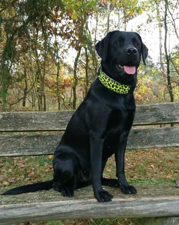 Labrador Retriever mit Ahnentafel *Körzucht*