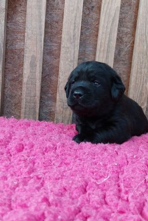 Labrador Retriever mit Ahnentafel *Körzucht*