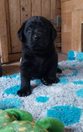 Labrador Retriever mit Ahnentafel *Körzucht*