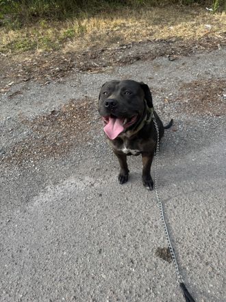 Deckrüde American Bully XL Odin