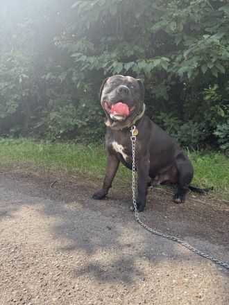 Deckrüde American Bully XL Odin