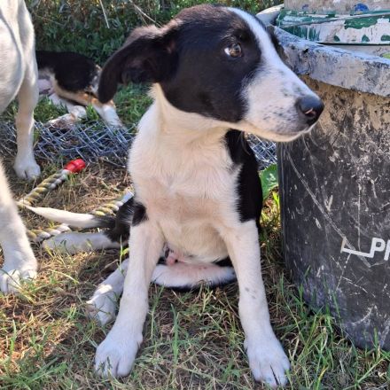 Welpe Ivan / männlich / derzeit noch in Griechenland
