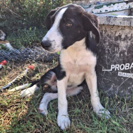 Welpe Ivan / männlich / derzeit noch in Griechenland