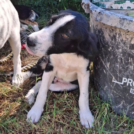 Welpe Ivan / männlich / derzeit noch in Griechenland
