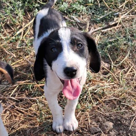 Welpe Eliot / männlich / derzeit noch in Griechenland /