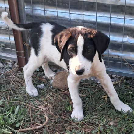 Welpe Eliot / männlich / derzeit noch in Griechenland /