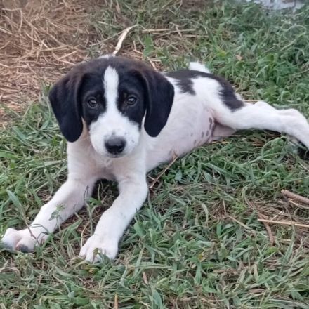 Welpe Eliot / männlich / derzeit noch in Griechenland /