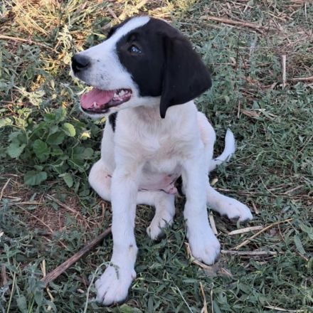 Welpe Eliot / männlich / derzeit noch in Griechenland /