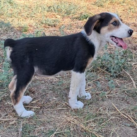 Welpe Alex / männlich / derzeit noch in Griechenland