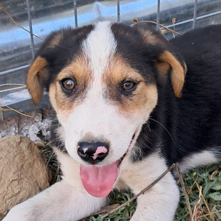 Welpe Alex / männlich / derzeit noch in Griechenland