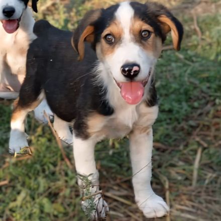 Welpe Alex / männlich / derzeit noch in Griechenland