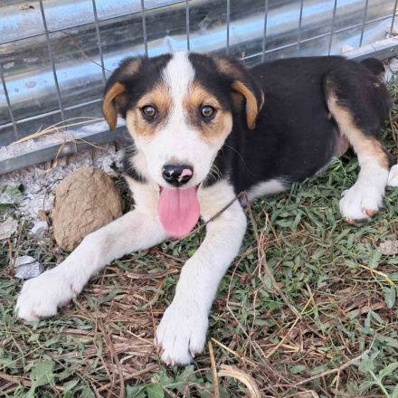 Welpe Alex / männlich / derzeit noch in Griechenland