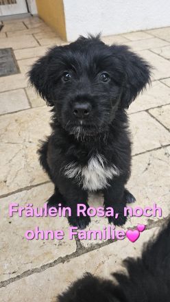 Bezaubernde Wäller Hündin 01.08.2025 sucht noch ihre Familie