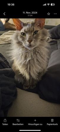 Maincoon Kater nicht reinrassig 5 Jahre