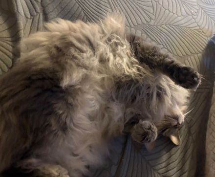 Maincoon Kater nicht reinrassig 5 Jahre