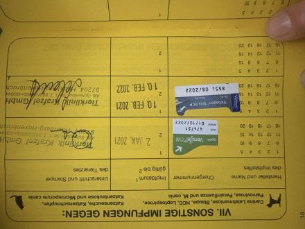 Maincoon Katzen Dame