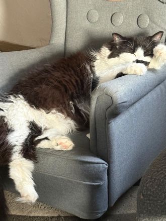 Maincoon Katzen Dame