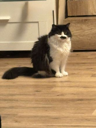 Maincoon Katzen Dame