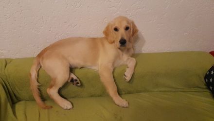 Süsse reinrassige Golden Retriever Welpen bereit zum Auszug