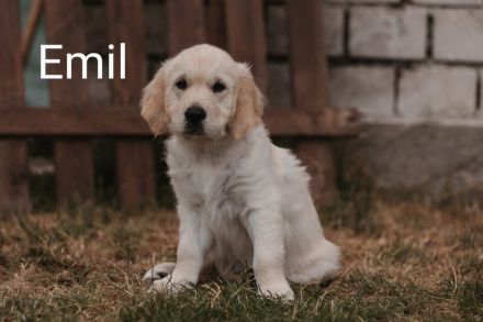 Süsse reinrassige Golden Retriever Welpen bereit zum Auszug