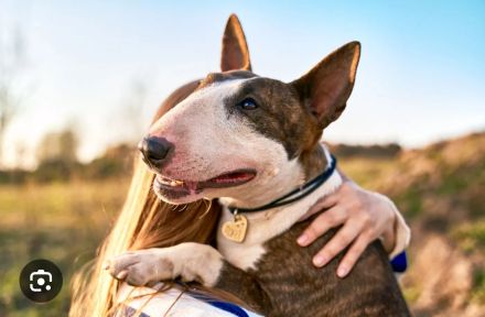 Mini Bullterrier gesucht❤️