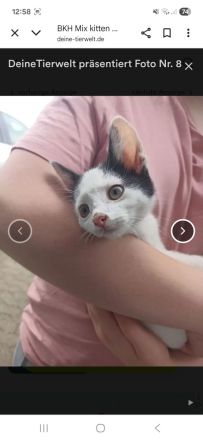 Aus privater auffangstation suchen viele kitten ein Zuhause