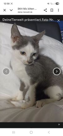 Aus privater auffangstation suchen viele kitten ein Zuhause