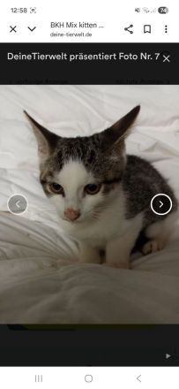 Aus privater auffangstation suchen viele kitten ein Zuhause