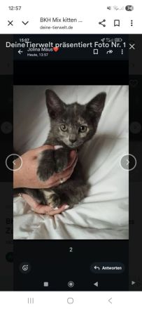 Aus privater auffangstation suchen viele kitten ein Zuhause