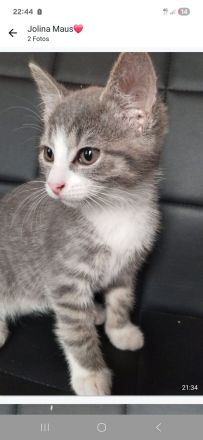 Aus privater auffangstation suchen viele kitten ein Zuhause