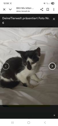 Aus privater auffangstation suchen viele kitten ein Zuhause