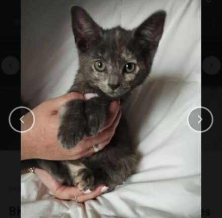 Aus privater auffangstation suchen viele kitten ein Zuhause