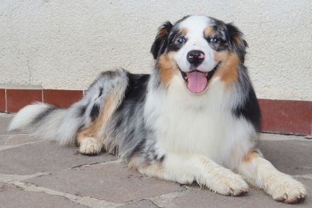 Australian Shepherd Deckrüde, ASCA, blue merle, frei von Gendefekten