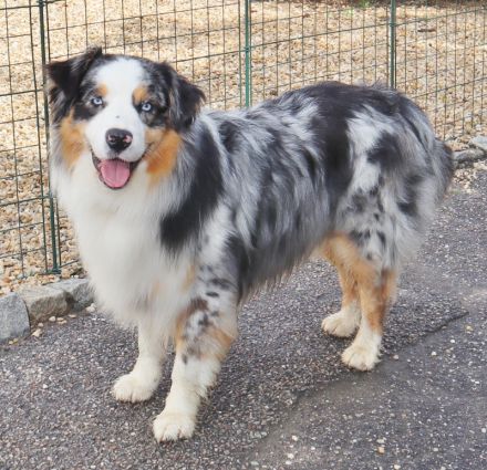 Australian Shepherd Deckrüde, ASCA, blue merle, frei von Gendefekten