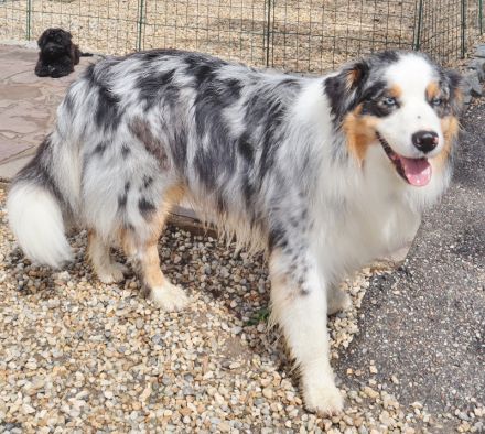 Australian Shepherd Deckrüde, ASCA, blue merle, frei von Gendefekten