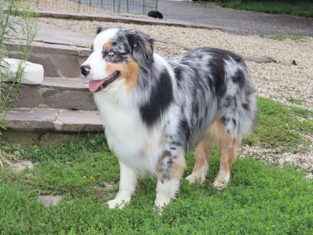 Australian Shepherd Deckrüde, ASCA, blue merle, frei von Gendefekten