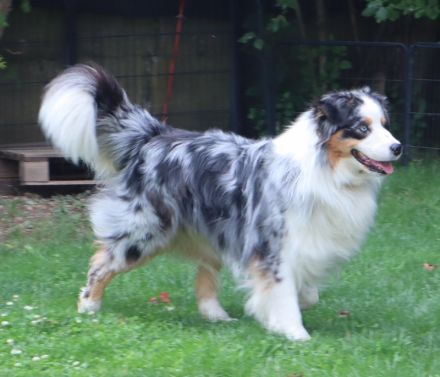 Australian Shepherd Deckrüde, ASCA, blue merle, frei von Gendefekten