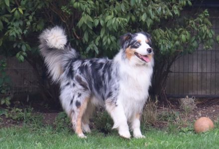 Australian Shepherd Deckrüde, ASCA, blue merle, frei von Gendefekten