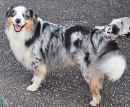 Australian Shepherd Deckrüde, ASCA, blue merle, frei von Gendefekten