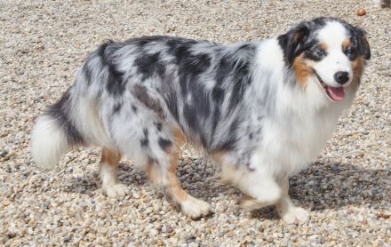 Australian Shepherd Deckrüde, ASCA, blue merle, frei von Gendefekten